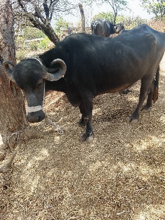 આ બે ખડેલા વેચવાના છે