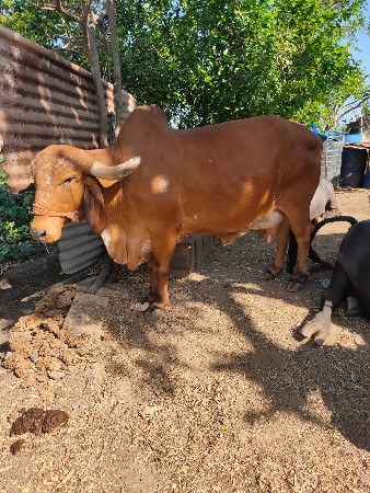 थंबनेल 2