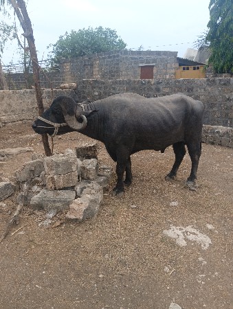 थंबनेल 3