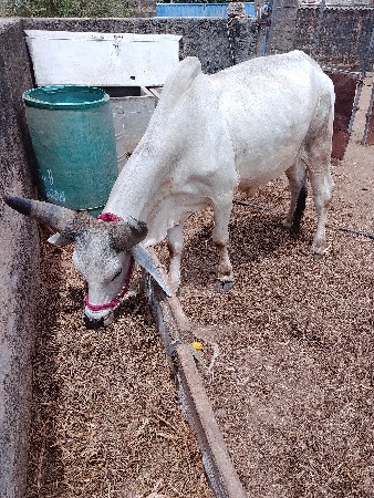 ચોથા દાંત ભેરવસે