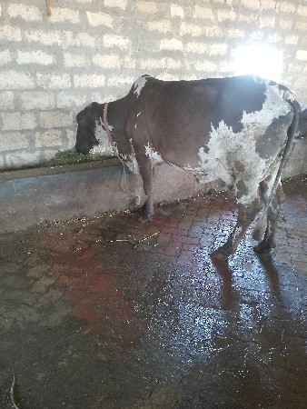 थंबनेल 4