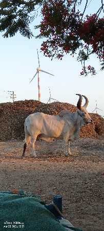 બળદ વેચવાનો છે ફુલ જવાબ દારી