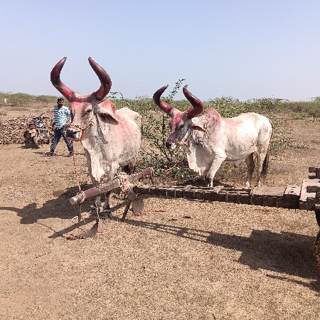 બળદ‌ વેચવાના