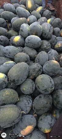 તરબૂચ તૈયાર છે ગામ વડીયા