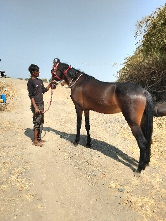 थंबनेल 3