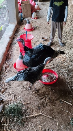 Turkey murgha ni jodi vechvani