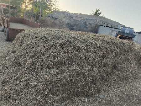 કોરો ભુકો છે