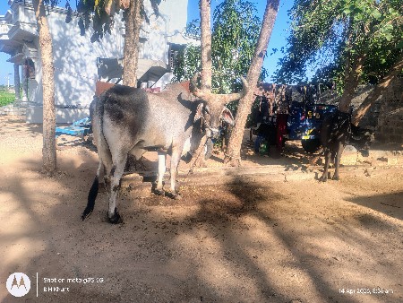 બળદ વેચવા નો છે