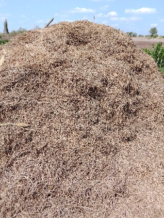 માંડવી નો ભુકો છે