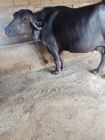 ભેશ વેસવાની છે