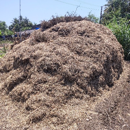 જી 20 મગફળી માંડવિયું