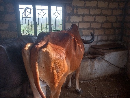 બળદ બેસવાનો છે