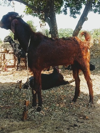 थंबनेल 2