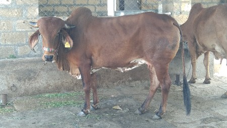 હૌઙકી વેસવાની છે