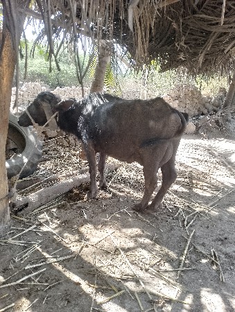 ભેંસ વેચવાની છે