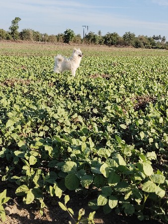 પામોલીયન કૂતરો વેચવાનો છે