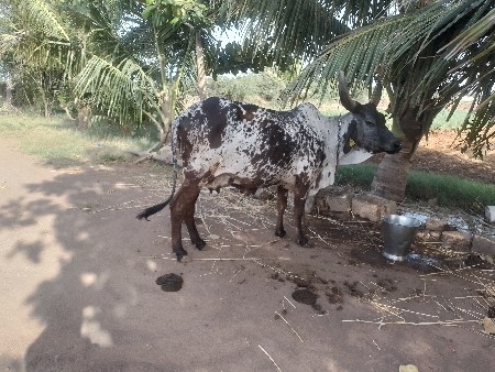 કચ્છી ગાય વેચવાની છે
