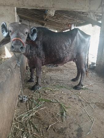 थंबनेल 3