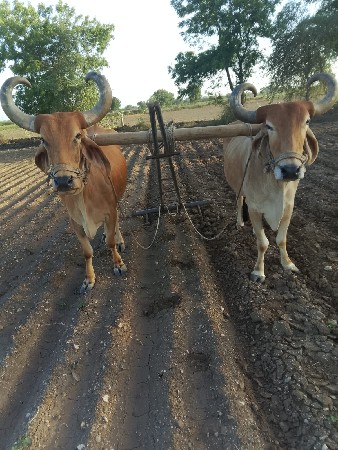 તીજી ધાર ના છે