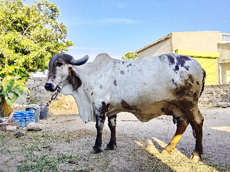 થંબનેલ 2