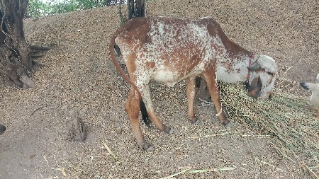 थंबनेल 3