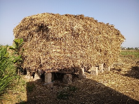 જુવારનિસાર વેચવાની છે  20રુપિયા