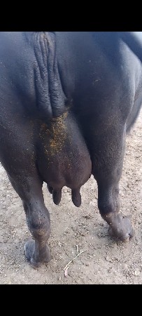 ભેંસ વેસવાની સે