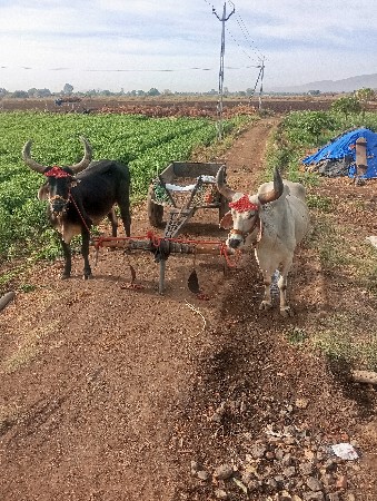 વઢીયારા બરધ વેચવાના છે