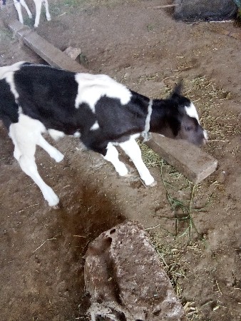 વા સ ડો દેવાનોશે