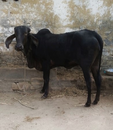 ગીર વાછડી કાળી છે