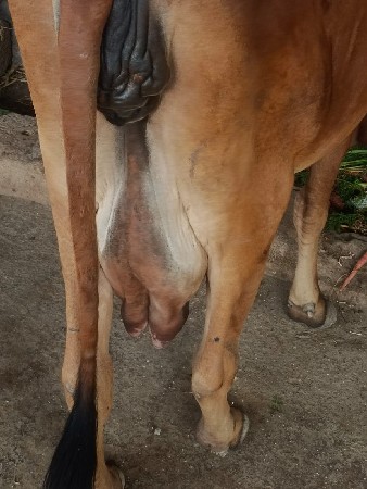 ગાય વેચવા નીસે 5 દિવસ કાચી સે