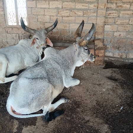 ગોઢલા  વેચવાના છે