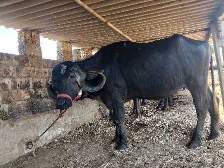 थंबनेल 2