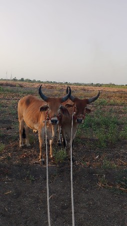 વેચવા ના સે