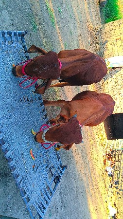 દેશી ગોધલા વેચવાના છે