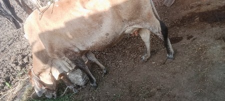 એચ. એફ. ગાય વેચવાની છે