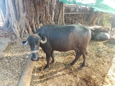 ભેંસ વેચવાની છે