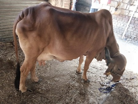 थंबनेल 2