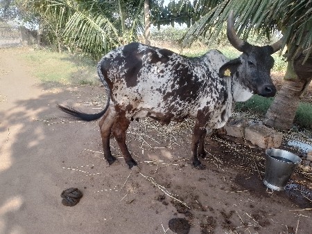 थंबनेल 2