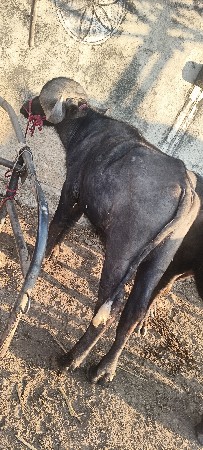 थंबनेल 2