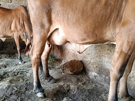 ગાય વેસવાની છે