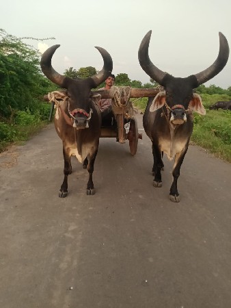 બળદ બેસવાના સે