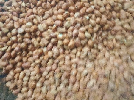 મગફળી બિયારણ