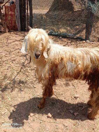 थंबनेल 3