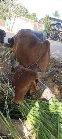 ગીર ગાય વેચવાની છે