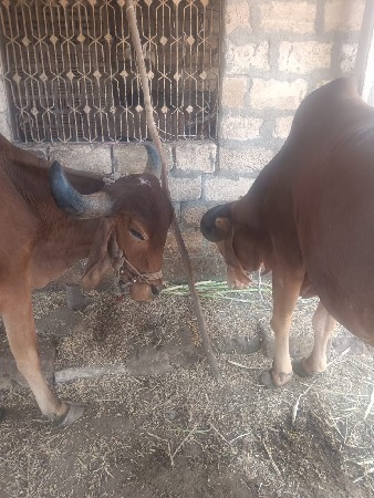 બરધ વેચવાની શે