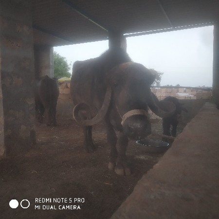 थंबनेल 3