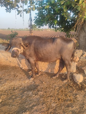 ખડેલી વેચવાની છે