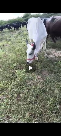 ગોદલો વેચવાનો છે