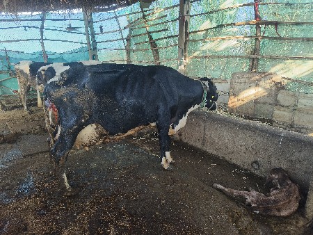 વેચવા નિ છે